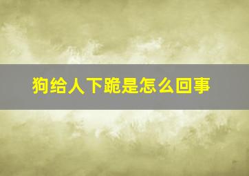 狗给人下跪是怎么回事