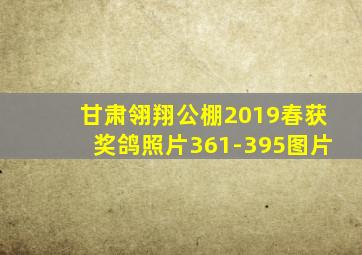 甘肃翎翔公棚2019春获奖鸽照片361-395图片