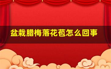 盆栽腊梅落花苞怎么回事