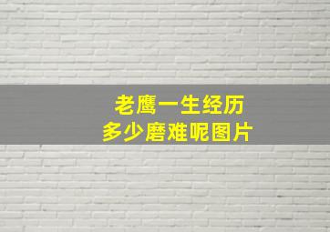 老鹰一生经历多少磨难呢图片