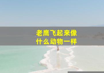 老鹰飞起来像什么动物一样