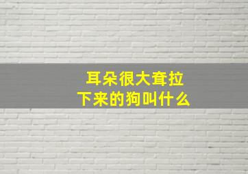 耳朵很大耷拉下来的狗叫什么