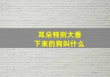 耳朵特别大垂下来的狗叫什么