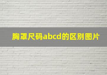 胸罩尺码abcd的区别图片