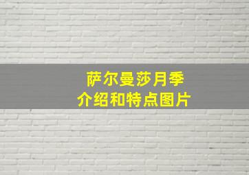 萨尔曼莎月季介绍和特点图片