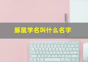 豚鼠学名叫什么名字