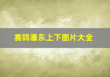 赛鸽潘东上下图片大全