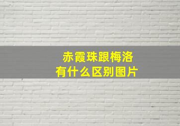 赤霞珠跟梅洛有什么区别图片