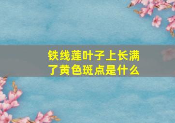 铁线莲叶子上长满了黄色斑点是什么