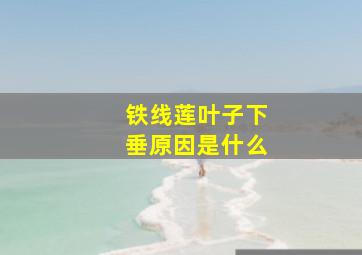 铁线莲叶子下垂原因是什么