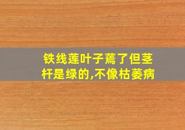 铁线莲叶子蔫了但茎杆是绿的,不像枯萎病