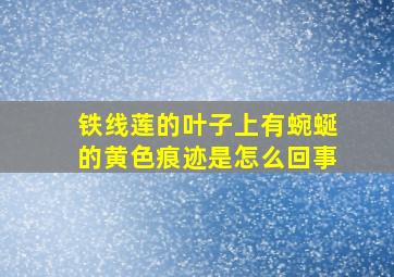 铁线莲的叶子上有蜿蜒的黄色痕迹是怎么回事