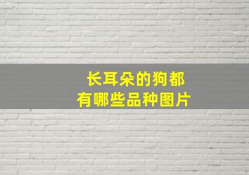 长耳朵的狗都有哪些品种图片