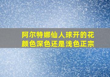 阿尔特娜仙人球开的花颜色深色还是浅色正宗