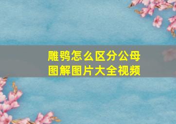 雕鸮怎么区分公母图解图片大全视频