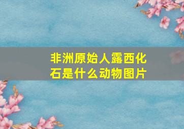 非洲原始人露西化石是什么动物图片