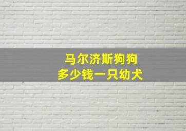 马尔济斯狗狗多少钱一只幼犬