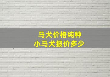 马犬价格纯种小马犬报价多少