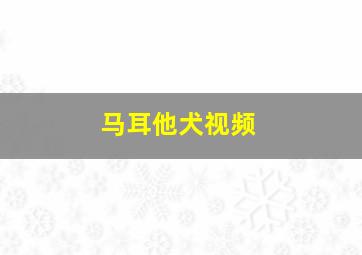 马耳他犬视频