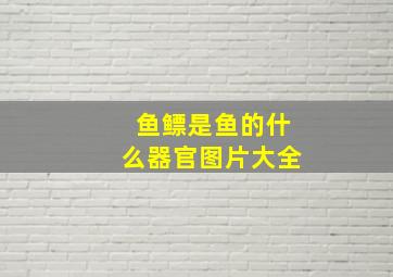 鱼鳔是鱼的什么器官图片大全