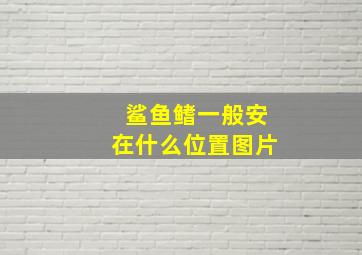 鲨鱼鳍一般安在什么位置图片