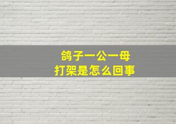 鸽子一公一母打架是怎么回事