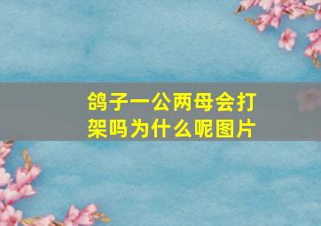 鸽子一公两母会打架吗为什么呢图片