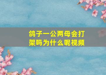 鸽子一公两母会打架吗为什么呢视频