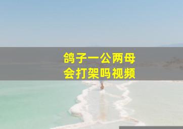 鸽子一公两母会打架吗视频