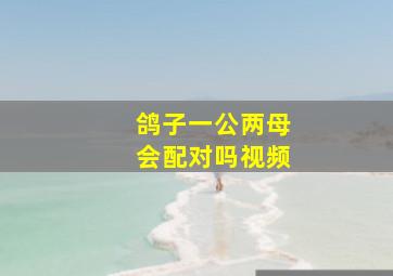 鸽子一公两母会配对吗视频