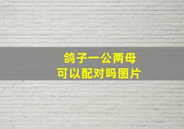 鸽子一公两母可以配对吗图片