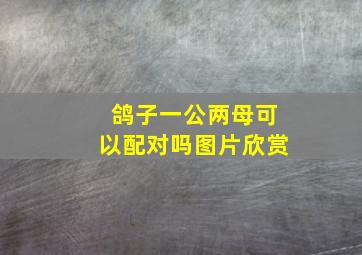 鸽子一公两母可以配对吗图片欣赏