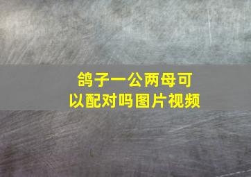 鸽子一公两母可以配对吗图片视频