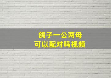 鸽子一公两母可以配对吗视频