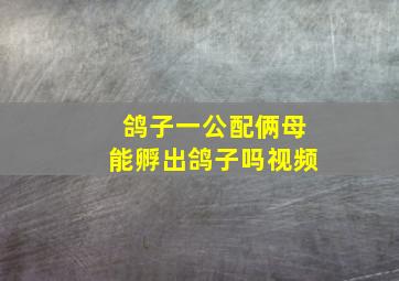 鸽子一公配俩母能孵出鸽子吗视频