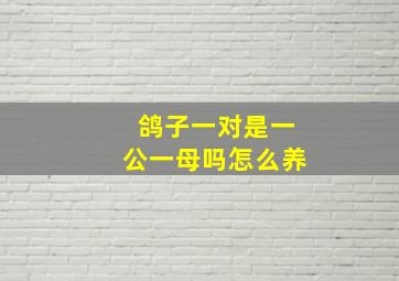 鸽子一对是一公一母吗怎么养