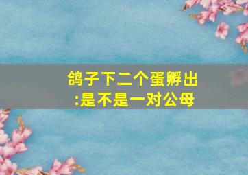 鸽子下二个蛋孵出:是不是一对公母