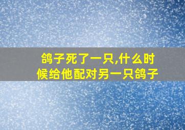 鸽子死了一只,什么时候给他配对另一只鸽子