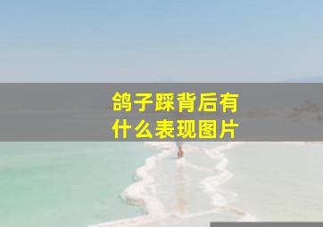 鸽子踩背后有什么表现图片