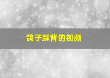 鸽子踩背的视频