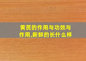 黄芪的作用与功效与作用,新鲜的长什么样