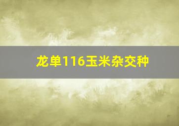 龙单116玉米杂交种