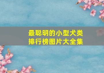 最聪明的小型犬类排行榜图片大全集